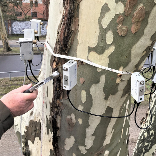 Baumgutachten Berlin mit Arbotom an einer Platane