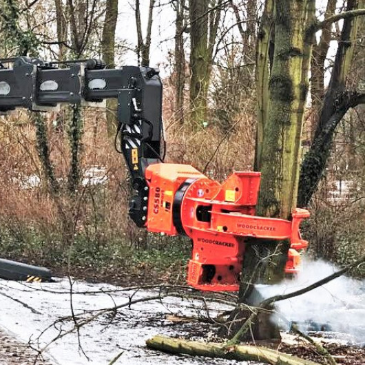 Baumfällung Berlin Brandenburg