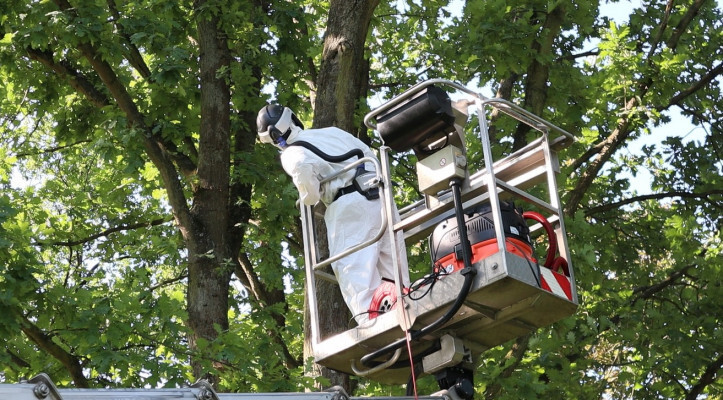 Eichenprozessionsspinner Entfernung und Bekämpfung in Berlin und Brandenburg Eichenprozessionsspinner Entfernung und Bekämpfung in Berlin und Brandenburg