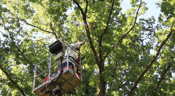 Eichenprozessionsspinner Entfernung und Bekämpfung in Berlin und Brandenburg Eichenprozessionsspinner Entfernung und Bekämpfung in Berlin und Brandenburg