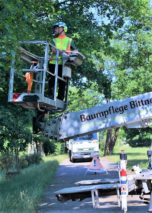 Baumpflege Bittner in Berlin und Brandenburg