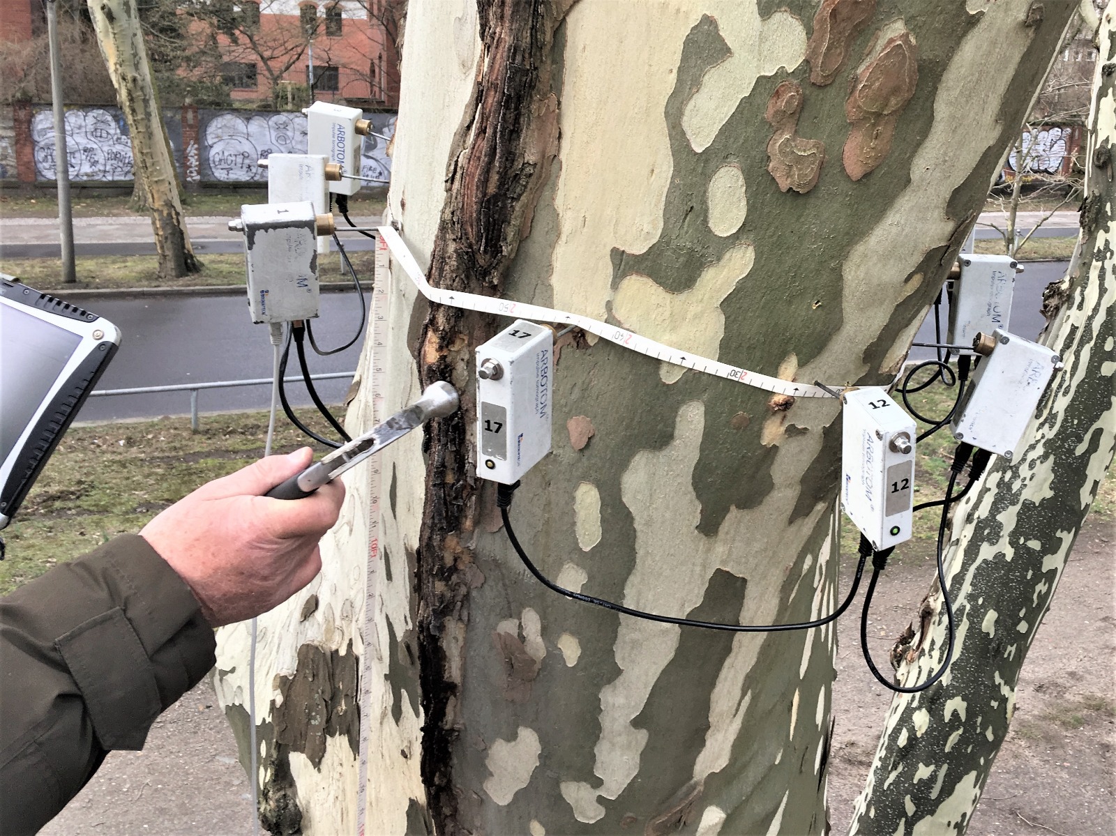 Baumgutachten Berlin mit Arbotom an einer Platane