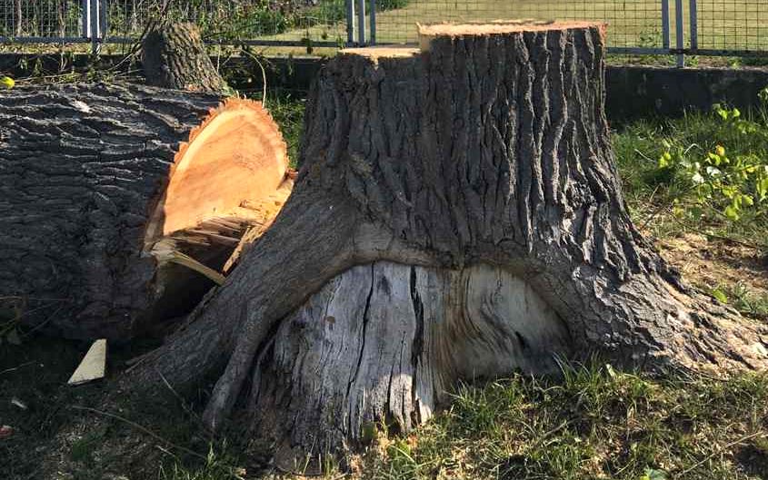 Baumstumpf nach Fällung