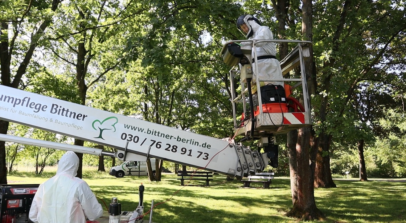 Eichenprozessionsspinner Entfernung und Bekämpfung in Berlin und Brandenburg