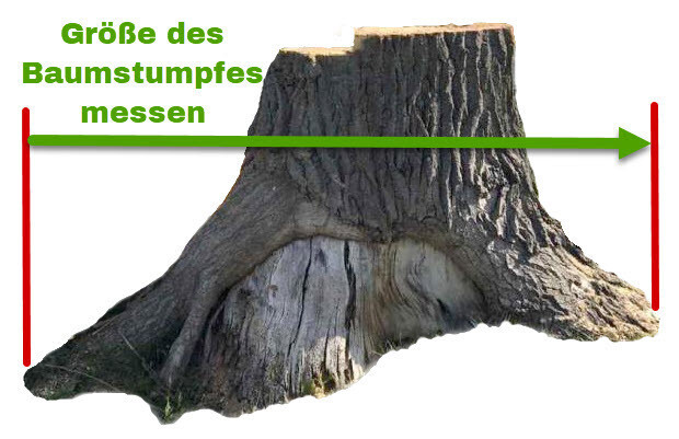 Baumstumpf vermessen